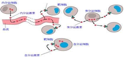 眼下長斑